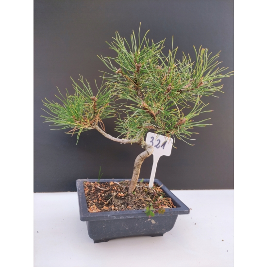 Żywe Drzewko Bonsai Sosna Czarna Pinus Nigra 10-letni na PREZENT 321