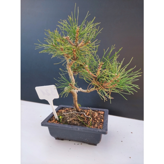 Żywe Drzewko Bonsai Sosna Czarna Pinus Nigra 10-letni na PREZENT 321