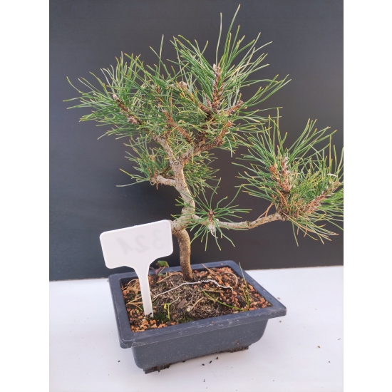 Żywe Drzewko Bonsai Sosna Czarna Pinus Nigra 10-letni na PREZENT 321