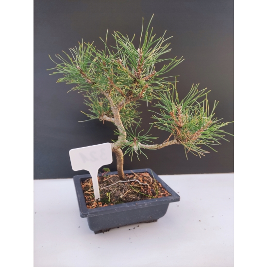 Żywe Drzewko Bonsai Sosna Czarna Pinus Nigra 10-letni na PREZENT 321