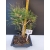 Żywe Drzewko Bonsai Sosna Czarna Pinus Nigra 10-letni na PREZENT 322