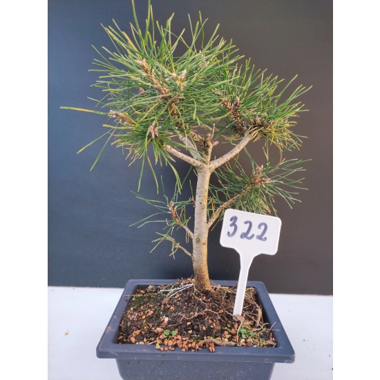 Żywe Drzewko Bonsai Sosna Czarna Pinus Nigra 10-letni na PREZENT 322