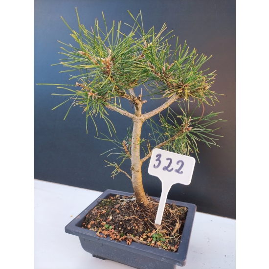 Żywe Drzewko Bonsai Sosna Czarna Pinus Nigra 10-letni na PREZENT 322