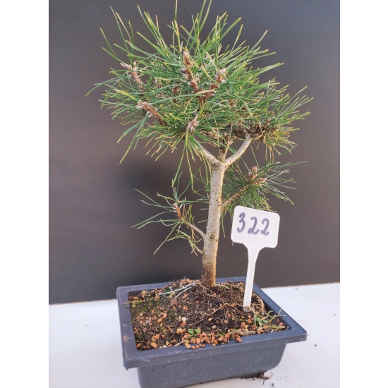 Żywe Drzewko Bonsai Sosna Czarna Pinus Nigra 10-letni na PREZENT 322