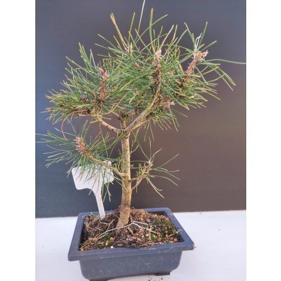 Żywe Drzewko Bonsai Sosna Czarna Pinus Nigra 10-letni na PREZENT 322