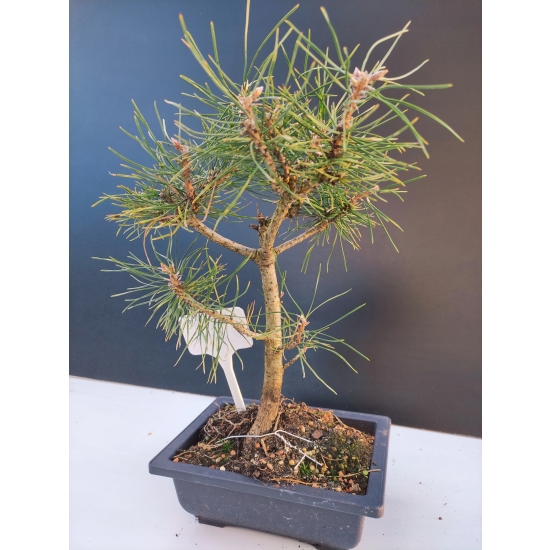 Żywe Drzewko Bonsai Sosna Czarna Pinus Nigra 10-letni na PREZENT 322