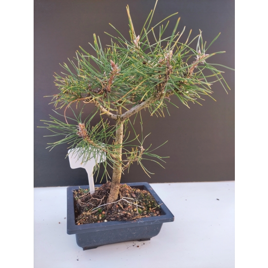 Żywe Drzewko Bonsai Sosna Czarna Pinus Nigra 10-letni na PREZENT 322
