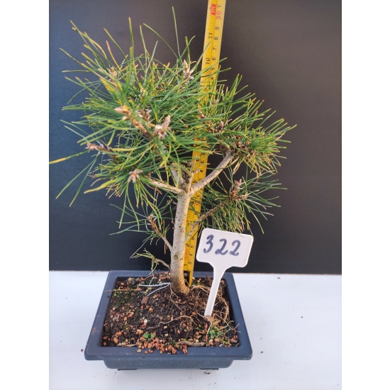 Żywe Drzewko Bonsai Sosna Czarna Pinus Nigra 10-letni na PREZENT 322