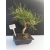 Żywe Drzewko Bonsai Sosna Czarna Pinus Nigra 10-letni na PREZENT 312