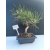 Żywe Drzewko Bonsai Sosna Czarna Pinus Nigra 10-letni na PREZENT 312