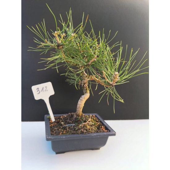 Żywe Drzewko Bonsai Sosna Czarna Pinus Nigra 10-letni na PREZENT 312