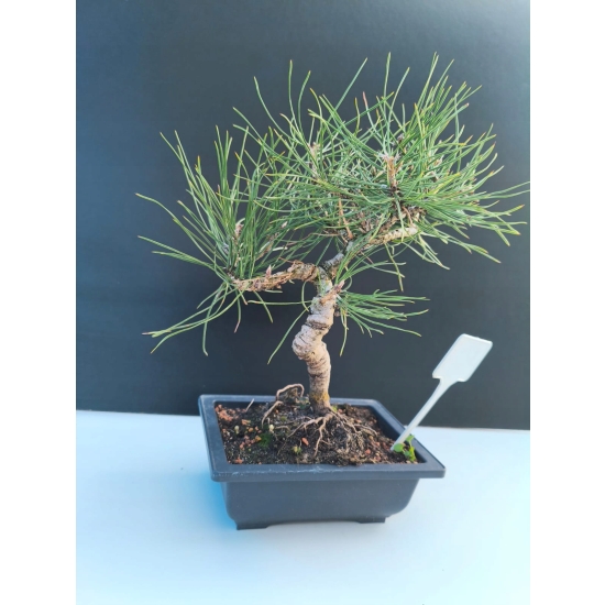 Żywe Drzewko Bonsai Sosna Czarna Pinus Nigra 10-letni na PREZENT 312