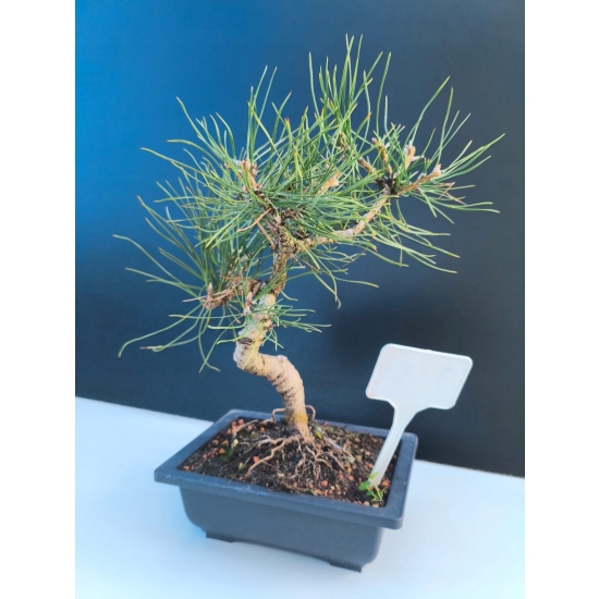Żywe Drzewko Bonsai Sosna Czarna Pinus Nigra 10-letni na PREZENT 312