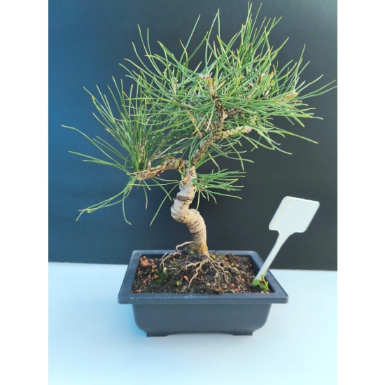 Żywe Drzewko Bonsai Sosna Czarna Pinus Nigra 10-letni na PREZENT 312