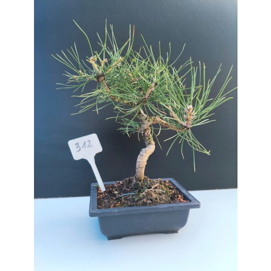 Żywe Drzewko Bonsai Sosna Czarna Pinus Nigra 10-letni na PREZENT 312