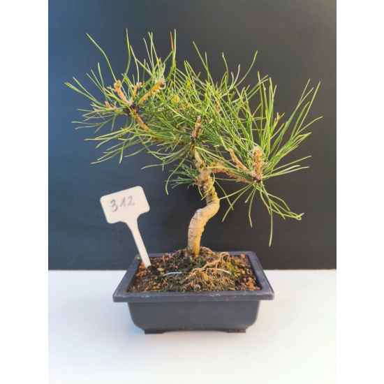 Żywe Drzewko Bonsai Sosna Czarna Pinus Nigra 10-letni na PREZENT 312