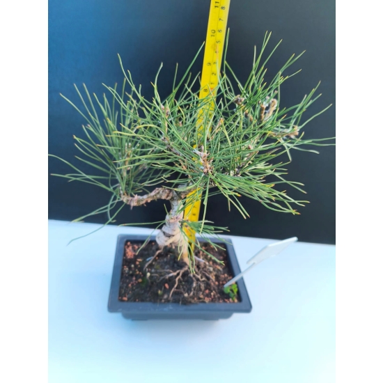 Żywe Drzewko Bonsai Sosna Czarna Pinus Nigra 10-letni na PREZENT 312