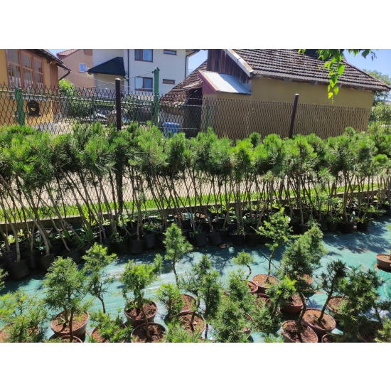 Sosna Czarna Pinus Nigra w doniczce 105-120cm 11-letnia sadzonka przycinana