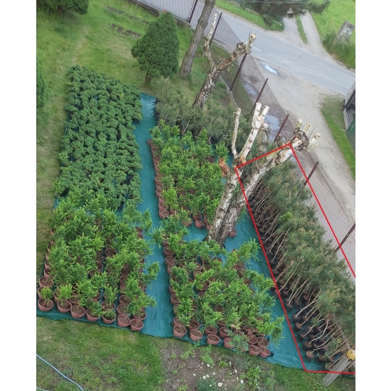 Sosna Czarna Pinus Nigra w doniczce 105-120cm 11-letnia sadzonka przycinana