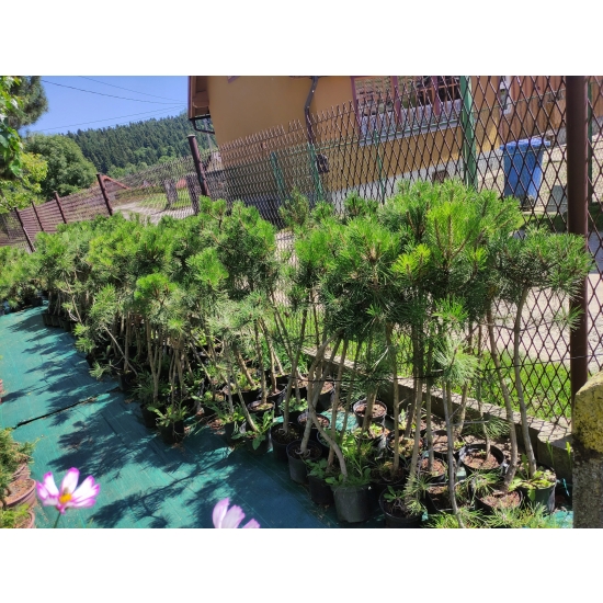 Sosna Czarna Pinus Nigra w doniczce 105-120cm 11-letnia sadzonka przycinana