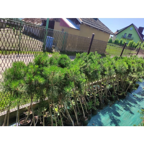 Sosna Czarna Pinus Nigra w doniczce 105-120cm 11-letnia sadzonka przycinana