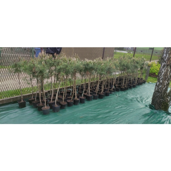 Sosna Czarna Pinus Nigra w doniczce 105-120cm 11-letnia sadzonka przycinana