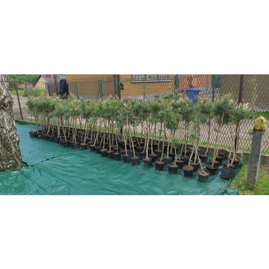 Sosna Czarna Pinus Nigra w doniczce 105-120cm 11-letnia sadzonka przycinana