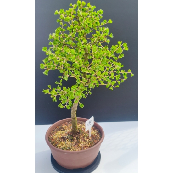 Żywe Drzewko Bonsai Modrzew Europejski Larix Decidua Prezent 11-letni 119