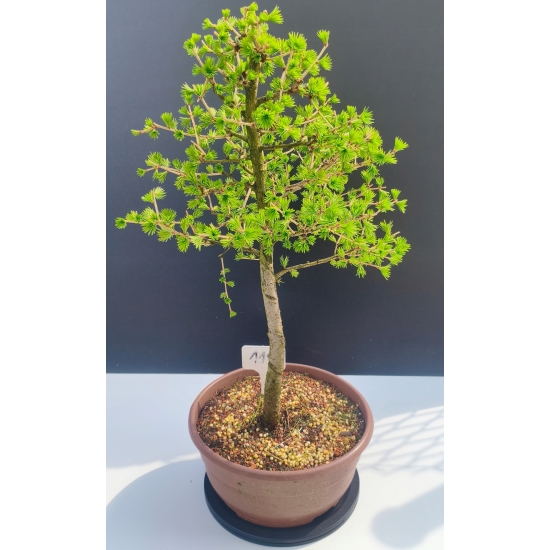 Żywe Drzewko Bonsai Modrzew Europejski Larix Decidua Prezent 11-letni 119