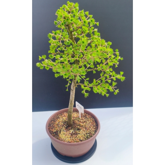 Żywe Drzewko Bonsai Modrzew Europejski Larix Decidua Prezent 11-letni 119