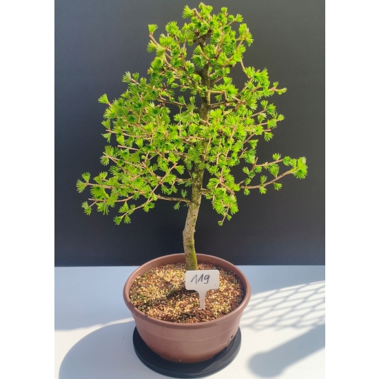 Żywe Drzewko Bonsai Modrzew Europejski Larix Decidua Prezent 11-letni 119