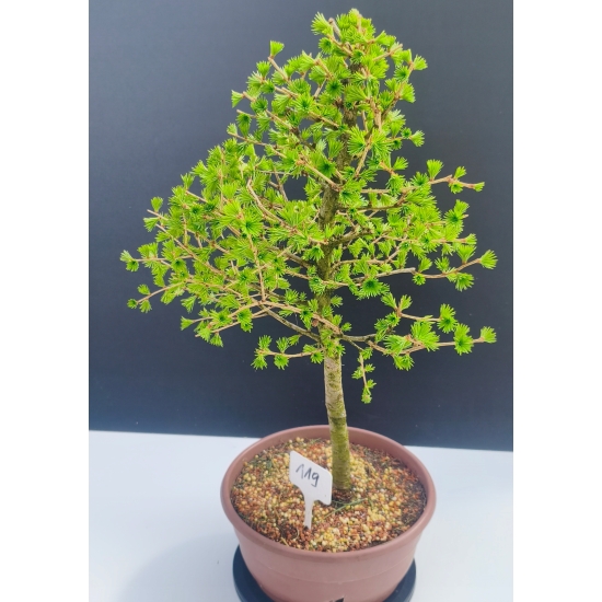 Żywe Drzewko Bonsai Modrzew Europejski Larix Decidua Prezent 11-letni 119