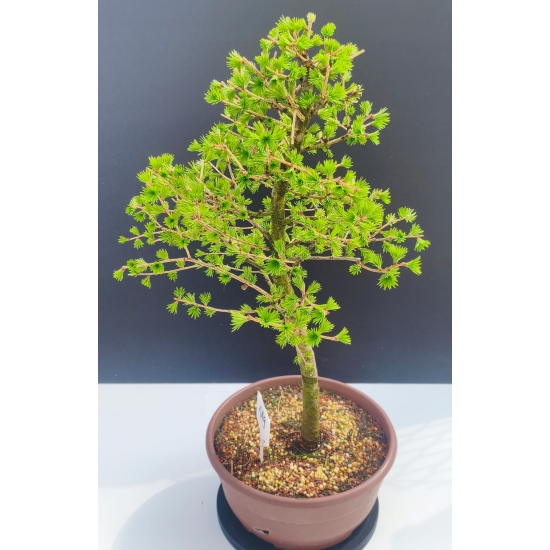 Żywe Drzewko Bonsai Modrzew Europejski Larix Decidua Prezent 11-letni 119