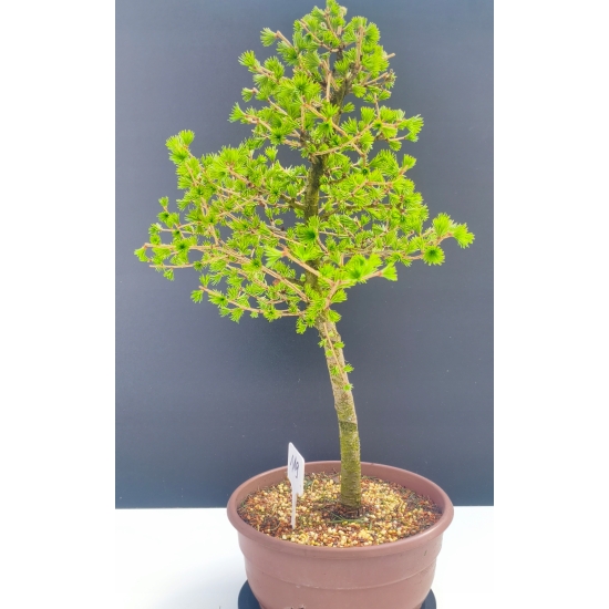 Żywe Drzewko Bonsai Modrzew Europejski Larix Decidua Prezent 11-letni 119
