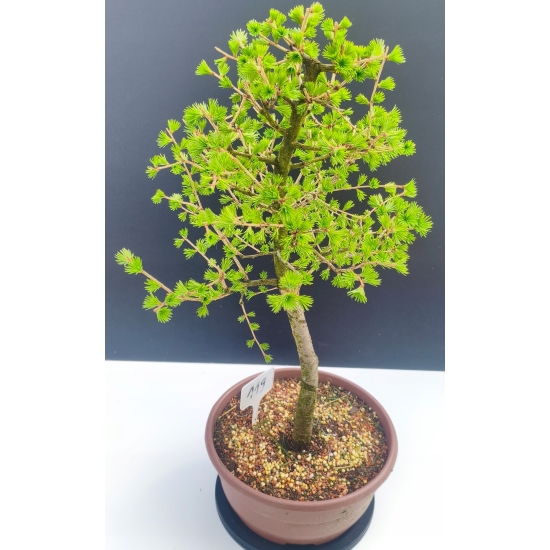 Żywe Drzewko Bonsai Modrzew Europejski Larix Decidua Prezent 11-letni 119