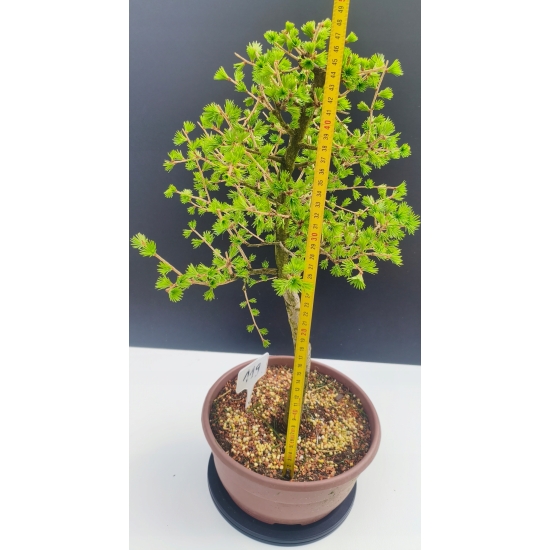 Żywe Drzewko Bonsai Modrzew Europejski Larix Decidua Prezent 11-letni 119