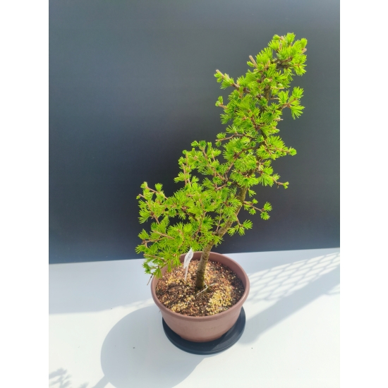 Żywe Drzewko Bonsai Modrzew Europejski Larix Decidua Prezent 11-letni 182