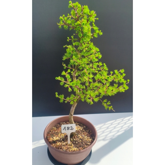 Żywe Drzewko Bonsai Modrzew Europejski Larix Decidua Prezent 11-letni 182