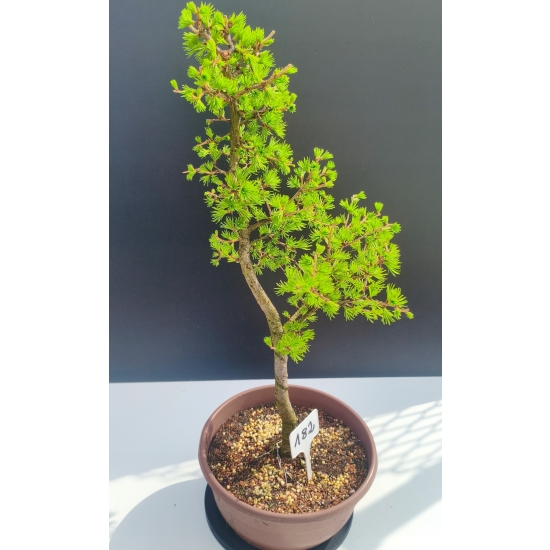 Żywe Drzewko Bonsai Modrzew Europejski Larix Decidua Prezent 11-letni 182