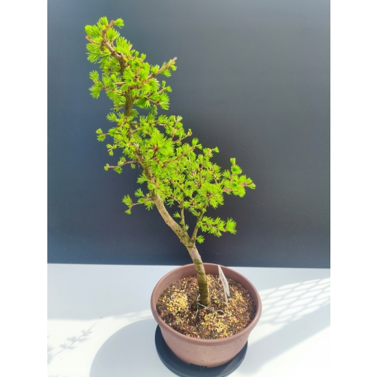 Żywe Drzewko Bonsai Modrzew Europejski Larix Decidua Prezent 11-letni 182