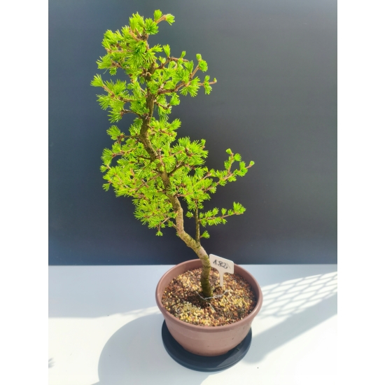 Żywe Drzewko Bonsai Modrzew Europejski Larix Decidua Prezent 11-letni 182