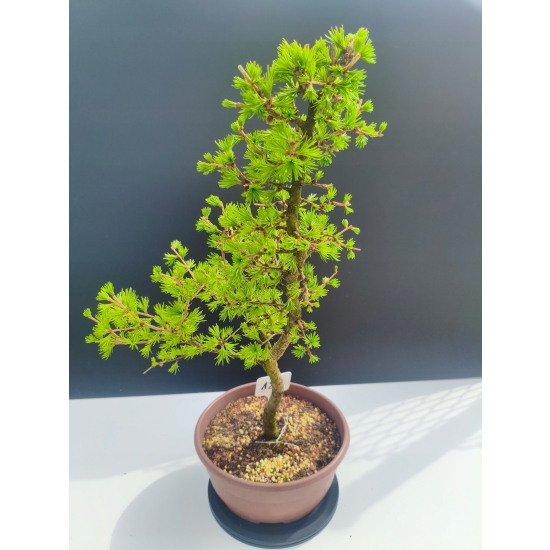 Żywe Drzewko Bonsai Modrzew Europejski Larix Decidua Prezent 11-letni 182