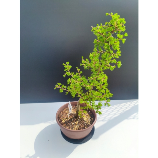 Żywe Drzewko Bonsai Modrzew Europejski Larix Decidua Prezent 11-letni 182