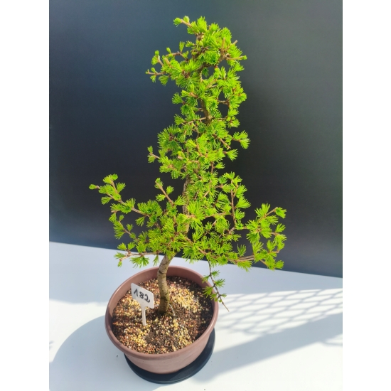 Żywe Drzewko Bonsai Modrzew Europejski Larix Decidua Prezent 11-letni 182