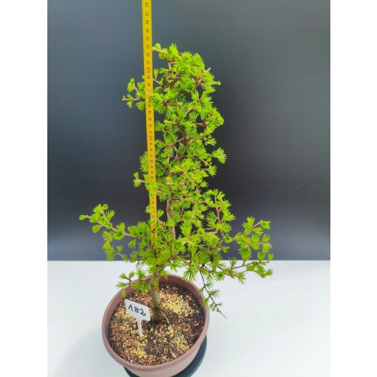 Żywe Drzewko Bonsai Modrzew Europejski Larix Decidua Prezent 11-letni 182
