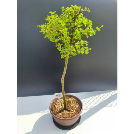 Żywe Drzewko Bonsai Modrzew Europejski Larix Decidua Prezent 11-letni 109