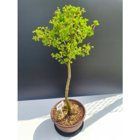 Żywe Drzewko Bonsai Modrzew Europejski Larix Decidua Prezent 11-letni 109