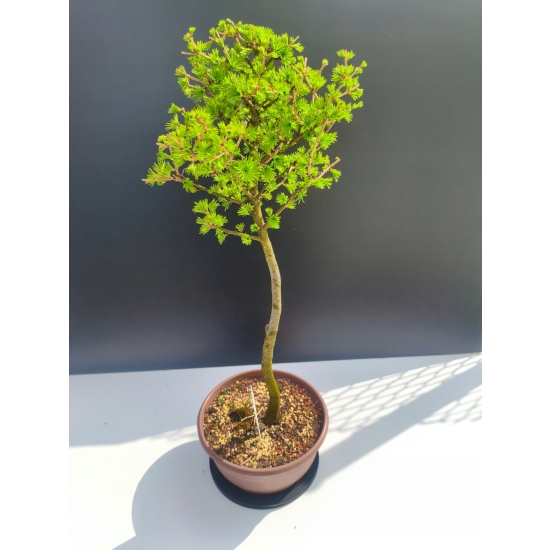 Żywe Drzewko Bonsai Modrzew Europejski Larix Decidua Prezent 11-letni 109