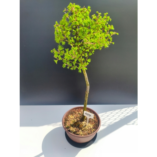 Żywe Drzewko Bonsai Modrzew Europejski Larix Decidua Prezent 11-letni 109