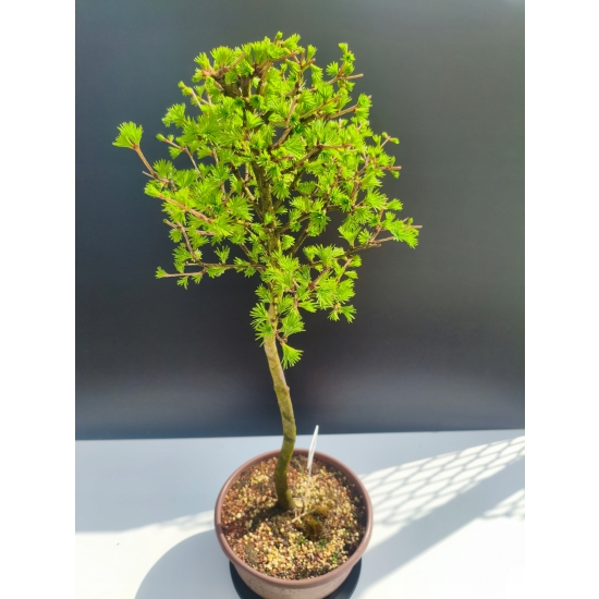 Żywe Drzewko Bonsai Modrzew Europejski Larix Decidua Prezent 11-letni 109